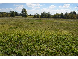 Property photo 16 - LAND AUCTION - 99+/- Acres offered in 4 Tracts or Combinations in Allen County